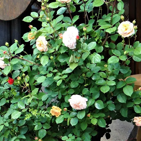 за гости The Old House Hotel 3*